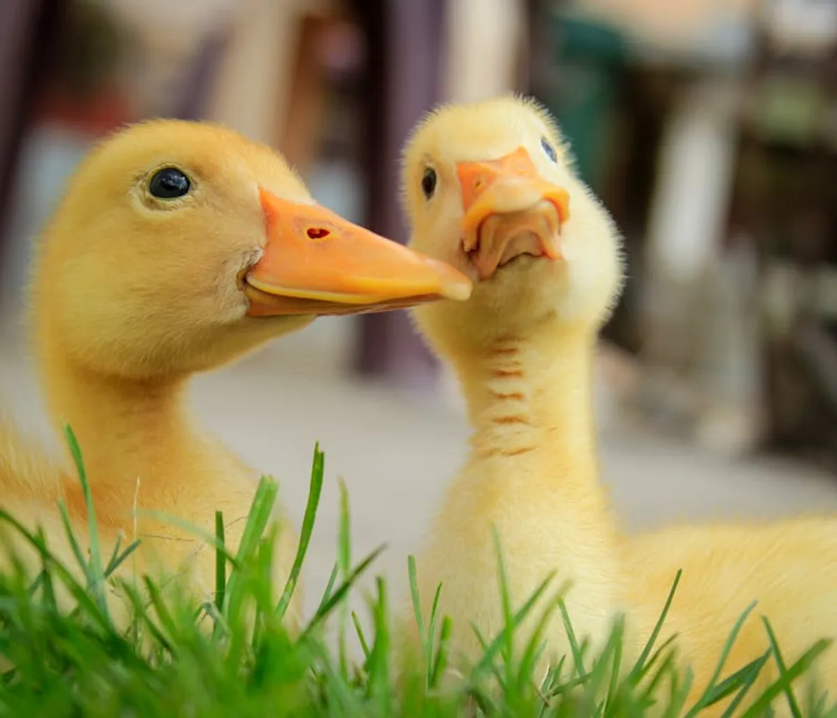 Duck puns: Meaning, Examples, Synonyms, and How to Use It